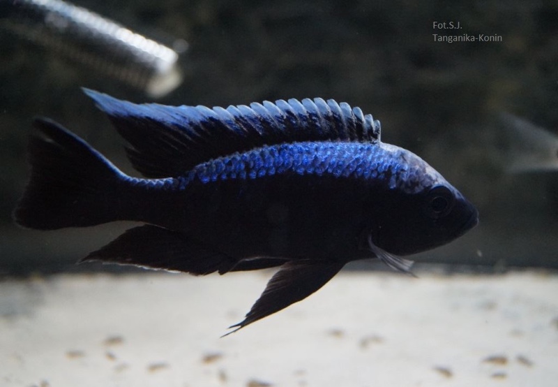 Copadichromis trewavasae 'Chizumulu Island'